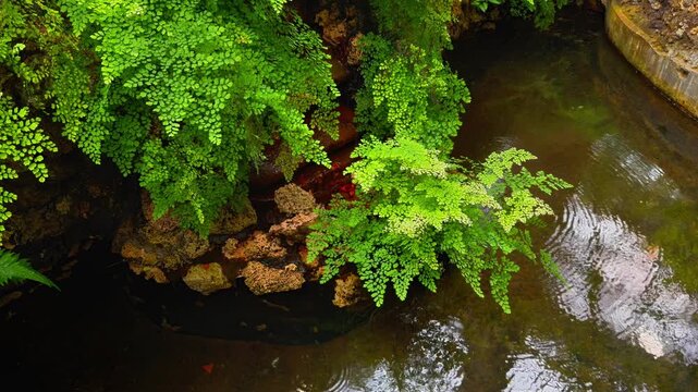 A high-angle, close-up shot captures vibrant green maidenhair ferns gracefully cascading over and growing out of moss-covered, dark brown rocks, hanging over a pool of tranquil, slightly dark, and