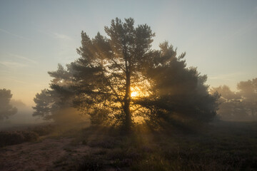 Mehlinger Heide in voller Blüte bei Sonnenaufgang mit Nebel und Lichtfingern