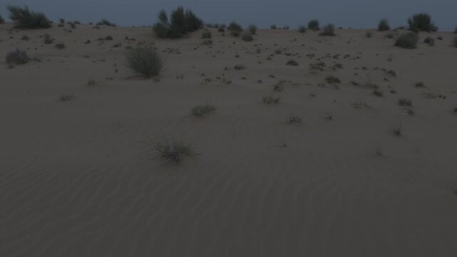 Khuri Sand Dunes near Jaisalmer, Rajasthan, captured after sunset, showing desert terrain with native vegetation like Khejri, Rohida, Babool, and Ker trees under soft twilight light and a calm horizon