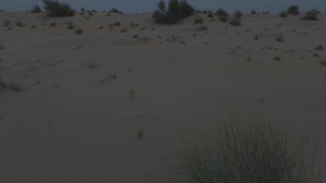 Khuri Sand Dunes near Jaisalmer, Rajasthan, captured after sunset, showing desert terrain with native vegetation like Khejri, Rohida, Babool, and Ker trees under soft twilight light and a calm horizon