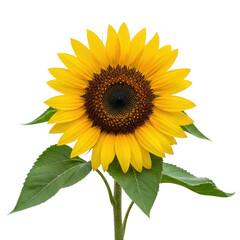 Fototapeta premium Vibrant yellow sunflower with green leaves isolated on transparent background