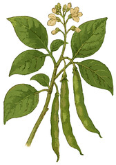 Phaseolus vulgaris