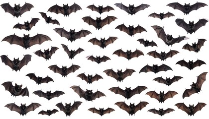 A multitude of bats swarm across a white background, wings spread in varying poses. Isolated against the stark canvas