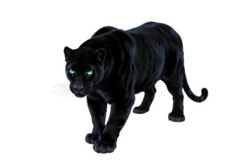 A black panther with bright blue eyes is standing on a white background, showcasing its sleek fur and powerful stance.