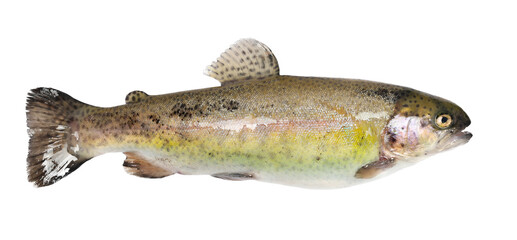 Rainbow trout fish isolated on white, clipping path