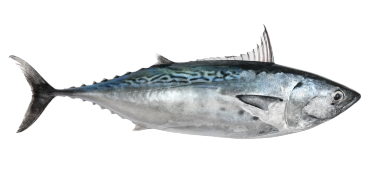 Tuna, little tunny (Euthynnus alletteratus) isolated on white, clipping path	
