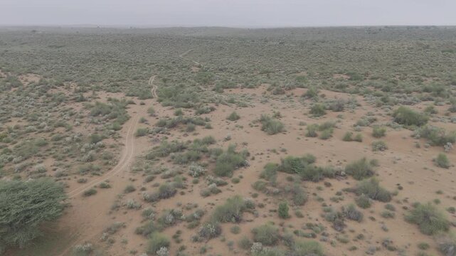 Aerial shot of the Thar Desert near Jaisalmer, Rajasthan, captured on a monsoon morning after rain, showing a sandy path winding through green desert vegetation like Khejri, Rohida, Babool, & Ker tree
