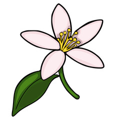 Naklejka premium A delicate vector illustration of a light pink citrus tangerine blossom with yellow stamens and a single green leaf on a white background, showcasing botanical beauty.