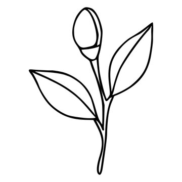 Minimalist black and white vector illustration of a single unbloomed flower tangerine bud with two leaves.