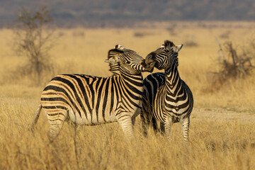 Fototapeta premium zebras in the savannah