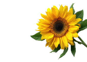 Fototapeta premium Close-up of a vibrant sunflower