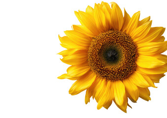 Fototapeta premium Close-up of a vibrant sunflower (1)