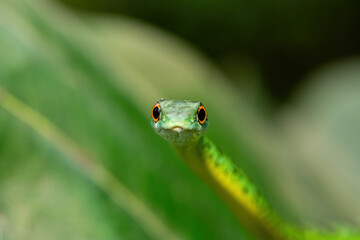 An adorable Spotted Bush Snake (Philothamnus semivariegatus) climbing a small tree – Non-venomous endemic African reptile