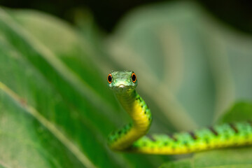 An adorable Spotted Bush Snake (Philothamnus semivariegatus) climbing a small tree – Non-venomous endemic African reptile
