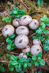 mushrooms in the grass