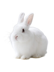 Obraz premium A white rabbit with soft fur and upright ears, showcasing its cute and innocent appearance.