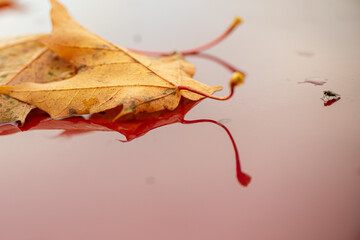 red autumn leaves