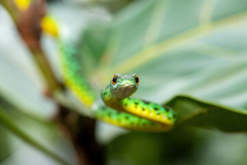 An adorable Spotted Bush Snake (Philothamnus semivariegatus) climbing a small tree – Non-venomous endemic African reptile