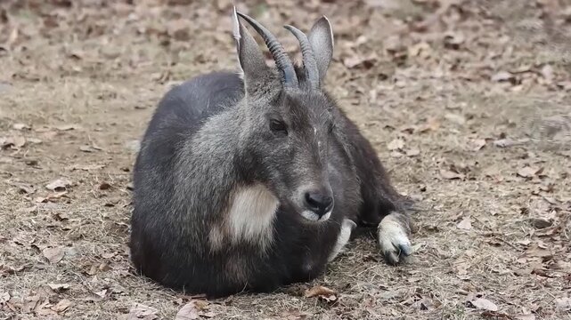 Close up Japanese Serow on the yard