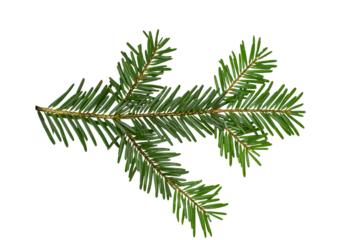 Top view of green fir tree spruce branch with needles isolated 