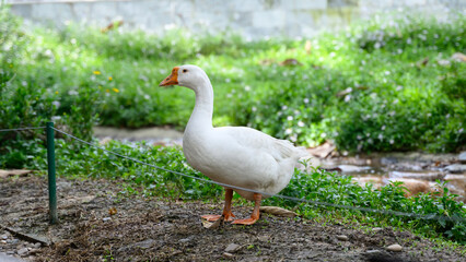 White goose resting calmly on green grass