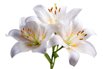 Close-up of three white lilies (1)