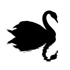 Vector art of silhouette of a black swan swimming in water graceful bird with long neck and elegant form wildlife animal in nature aquatic creature in pond or lake
