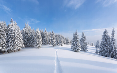 Winter forest. Lawn covered with snow. Pine tree in the snowdrifts. Snowy background photography on sunny day. Nature scenery. Location place the Carpathian Mountains, Ukraine, Europe.
