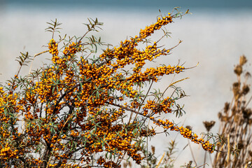 Argousier couvert de ses baies dans les dunes