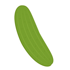 Cucumber vector. Cucumber isolated on PNG.