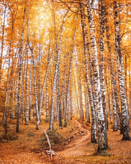 Autumn birch grove near Almaty, Kazakhstan