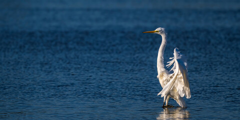 France, Somme (80), Baie de Somme, Le Crotoy,  marais du Crotoy, Grande Aigrette (Ardea alba - Great Egret) // France, Somme (80), Baie de Somme, Le Crotoy, Crotoy marshes, Great Egret (Ardea alba)