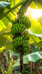A cluster of green fruit hangs from a tree in bright sunlight