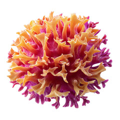 Vibrant soft coral underwater nature photography close-up isolated on black