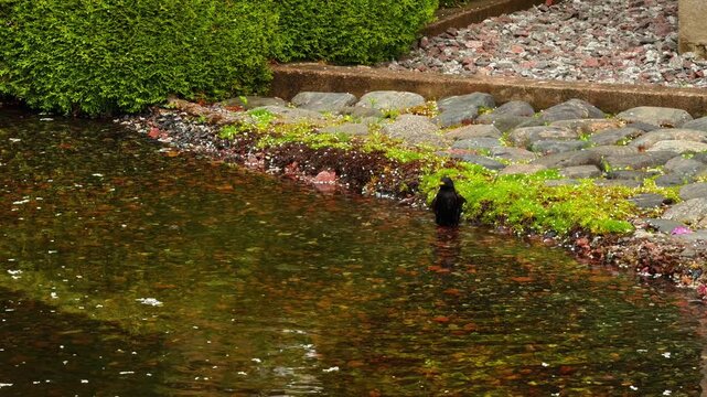A horizontal medium shot captures a small, dark black bird actively bathing and splashing in the murky, shallow pond water right at the bank's edge, which is lined with rounded cobblestones, featuring