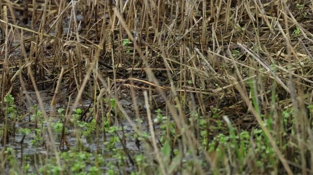 An elusive Jack Snipe, Lymnocryptes minimus,  bobbing in the reeds at the edge of a wet area.