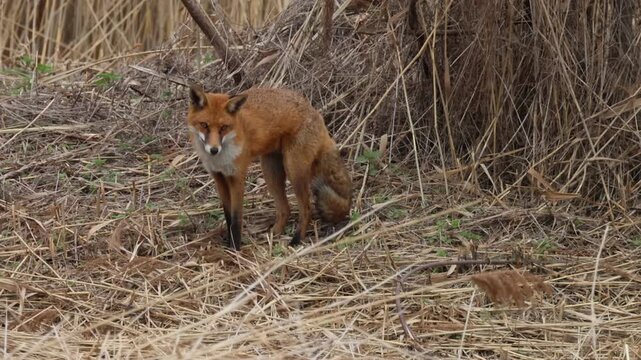 A Red Fox, Vulpes vulpes, standing, sitting, stretching, lying down, and yawning in a reed bed.