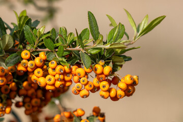 Close-up of orange Pyracantha berries on a branch in sunlight