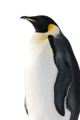 Naklejka premium A close-up shot of an emperor penguin showcasing its distinctive black and white plumage and unique physical features.
