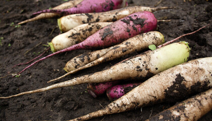 White and pink radishes lie in the garden. Agriculture. Side view