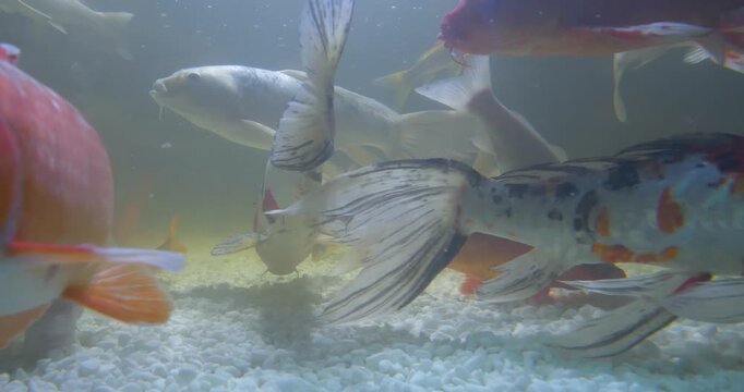 Many-coloured carps fish swims in water. Reverse Time Slow Motion video. Colorful fancy carp and Koi fishes swims in aquarium. Bottom of aquarium in white stones. View through glass of aquarium