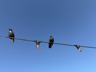Starlings among string lights. Sturnus vulgaris
