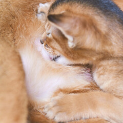 Close-up of a nursing kitten feeding on mother cats fur in cozy setting.
