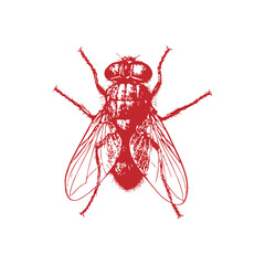 House Fly Illustration (Black and White)