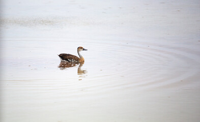  West Indian whistling duck Dendrocygna arborea found throughout the Caribbean, including the Bahamas, Cuba, and the Cayman Islands
