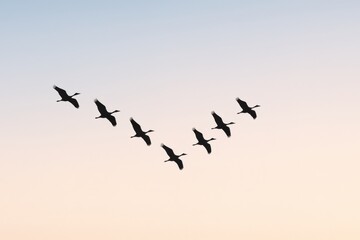 Obraz premium Flock of Birds Flying in V Formation Against a Gentle Sky Background