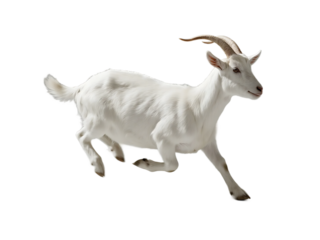 A white goat with curved horns is seen running in a natural environment, showcasing its agile movement.