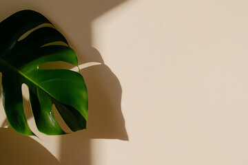 A verdant Monstera leaf is partially illuminated, casting a soft shadow on a plain, cream-colored backdrop, highlighting textures. Minimalist elegance with natural charm.
