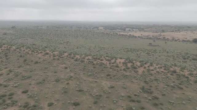 Aerial view of Thar Desert, Jaisalmer, Rajasthan, on a monsoon morning after rainfall, showing vibrant desert vegetation like Khejri, Rohida, Babool, and Ker trees, home to Thar wildlife.