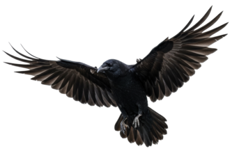 Majestic black raven flying isolated PNG, dark bird with outstretched wings on transparent background, wildlife and Halloween concept